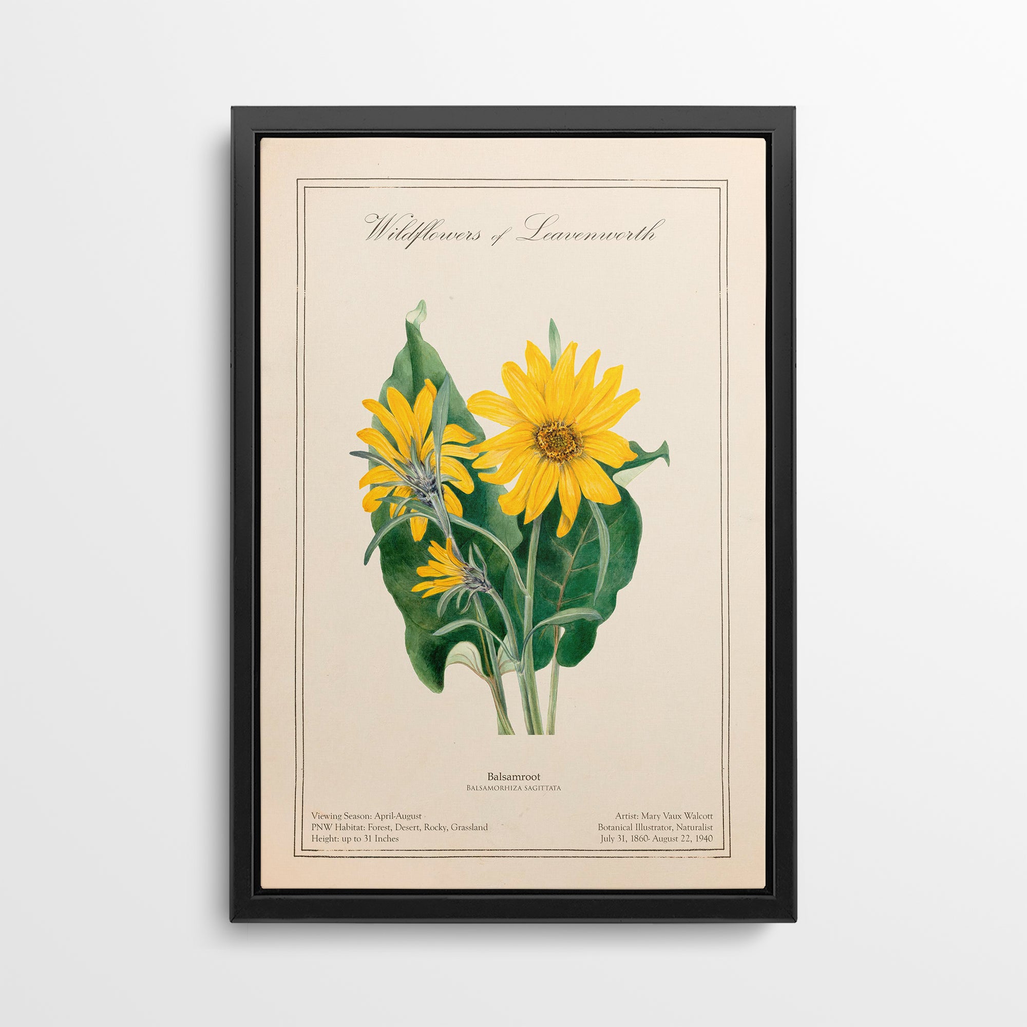 Leavenworth Wildflowers - Balsamroot Canvas Wall Art by Mary Vaux Walcott