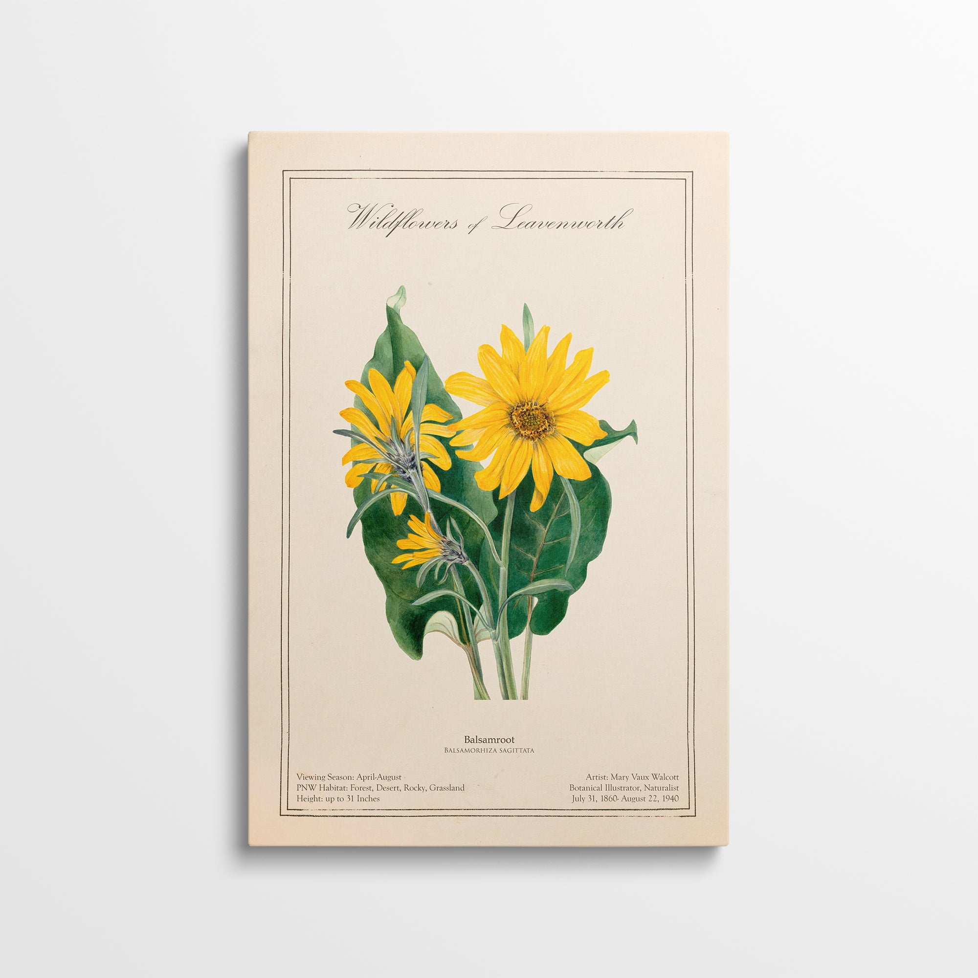 Leavenworth Wildflowers - Balsamroot Canvas Wall Art by Mary Vaux Walcott