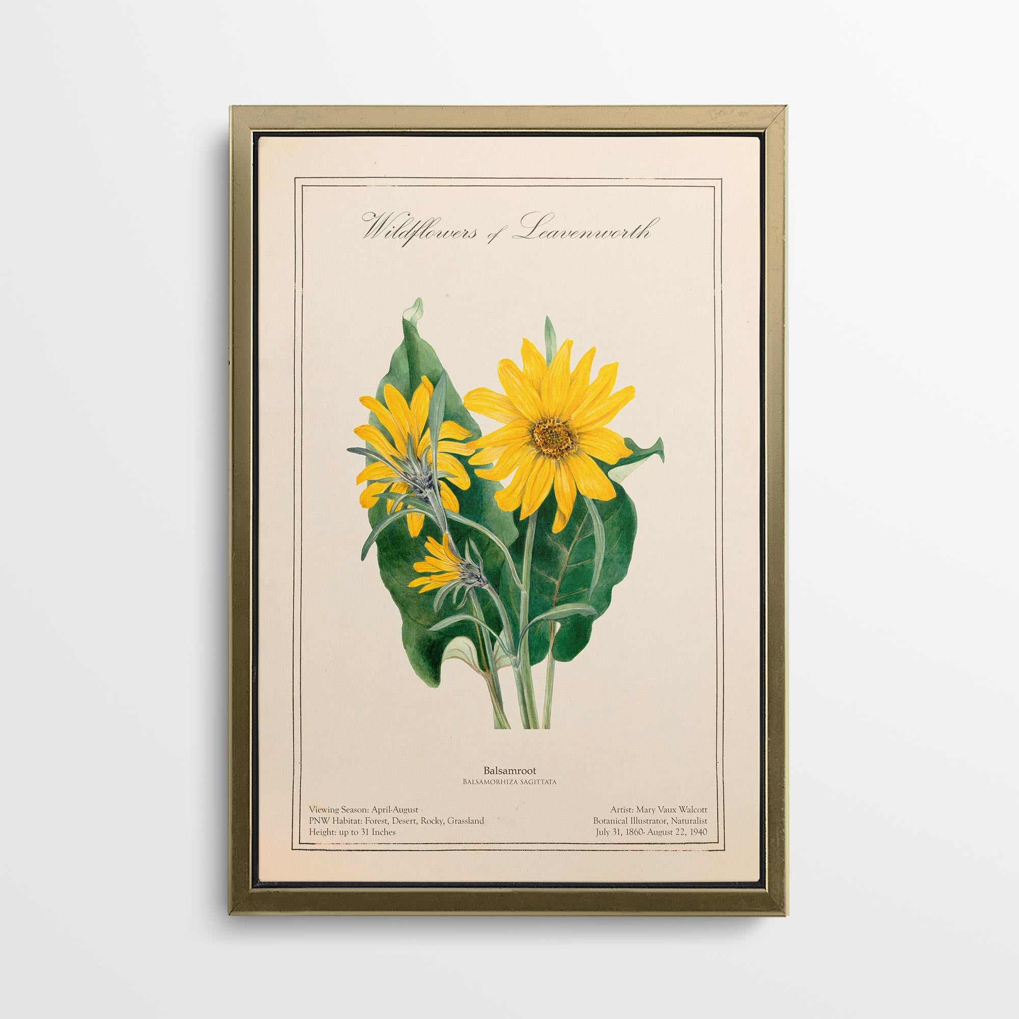 Leavenworth Wildflowers - Balsamroot Canvas Wall Art by Mary Vaux Walcott