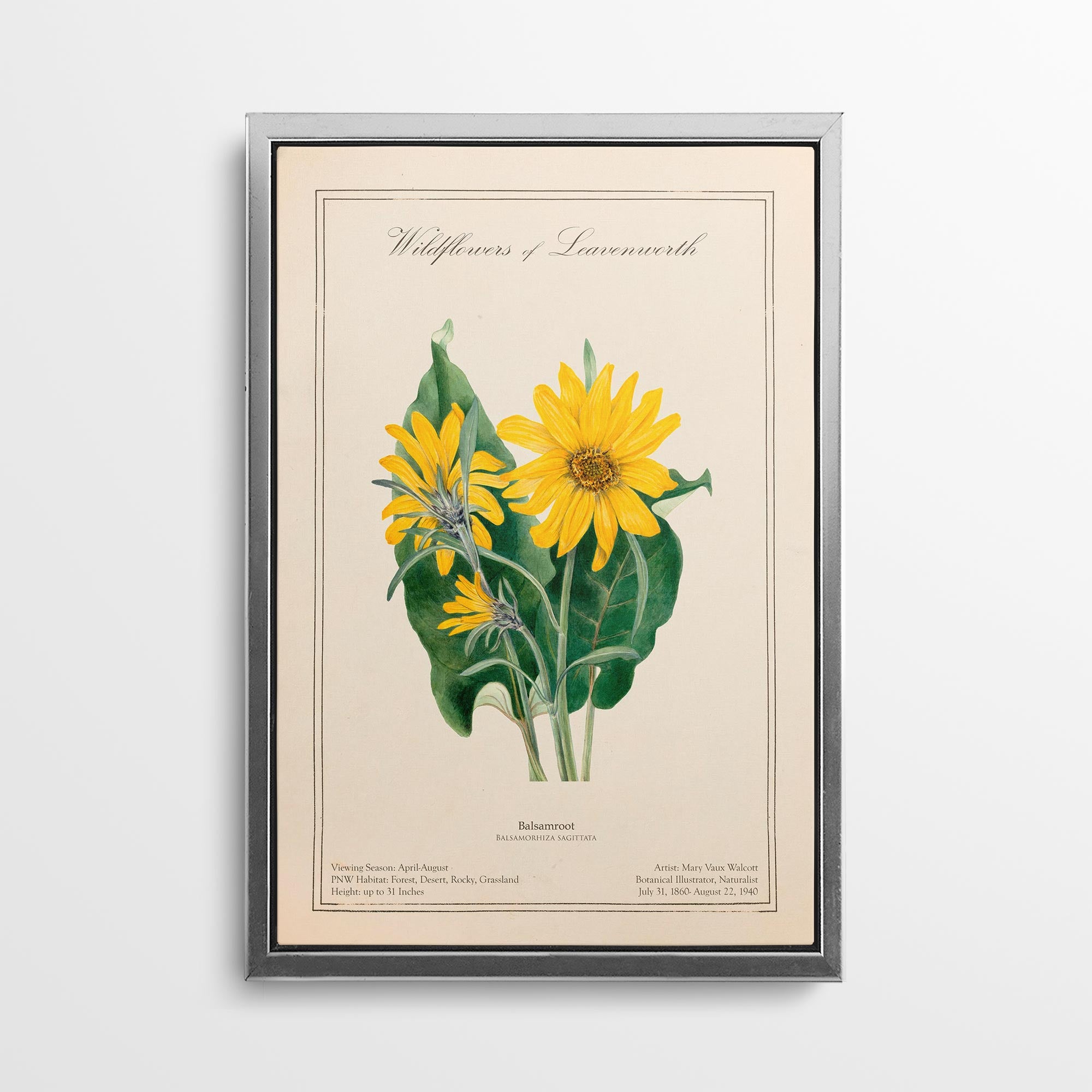 Leavenworth Wildflowers - Balsamroot Canvas Wall Art by Mary Vaux Walcott