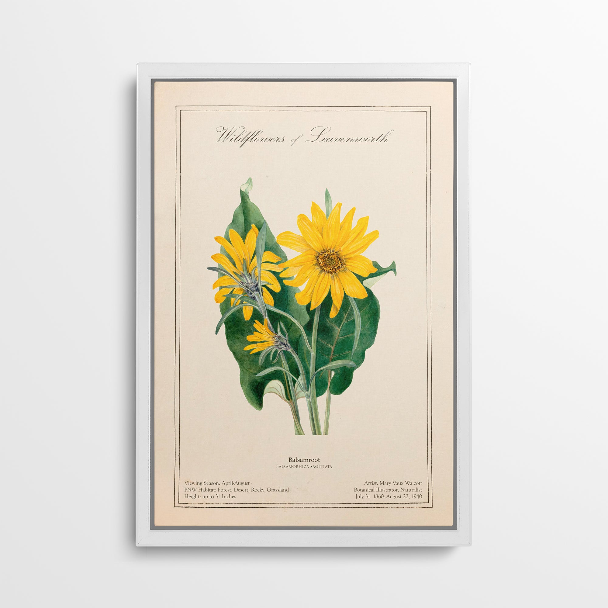 Leavenworth Wildflowers - Balsamroot Canvas Wall Art by Mary Vaux Walcott