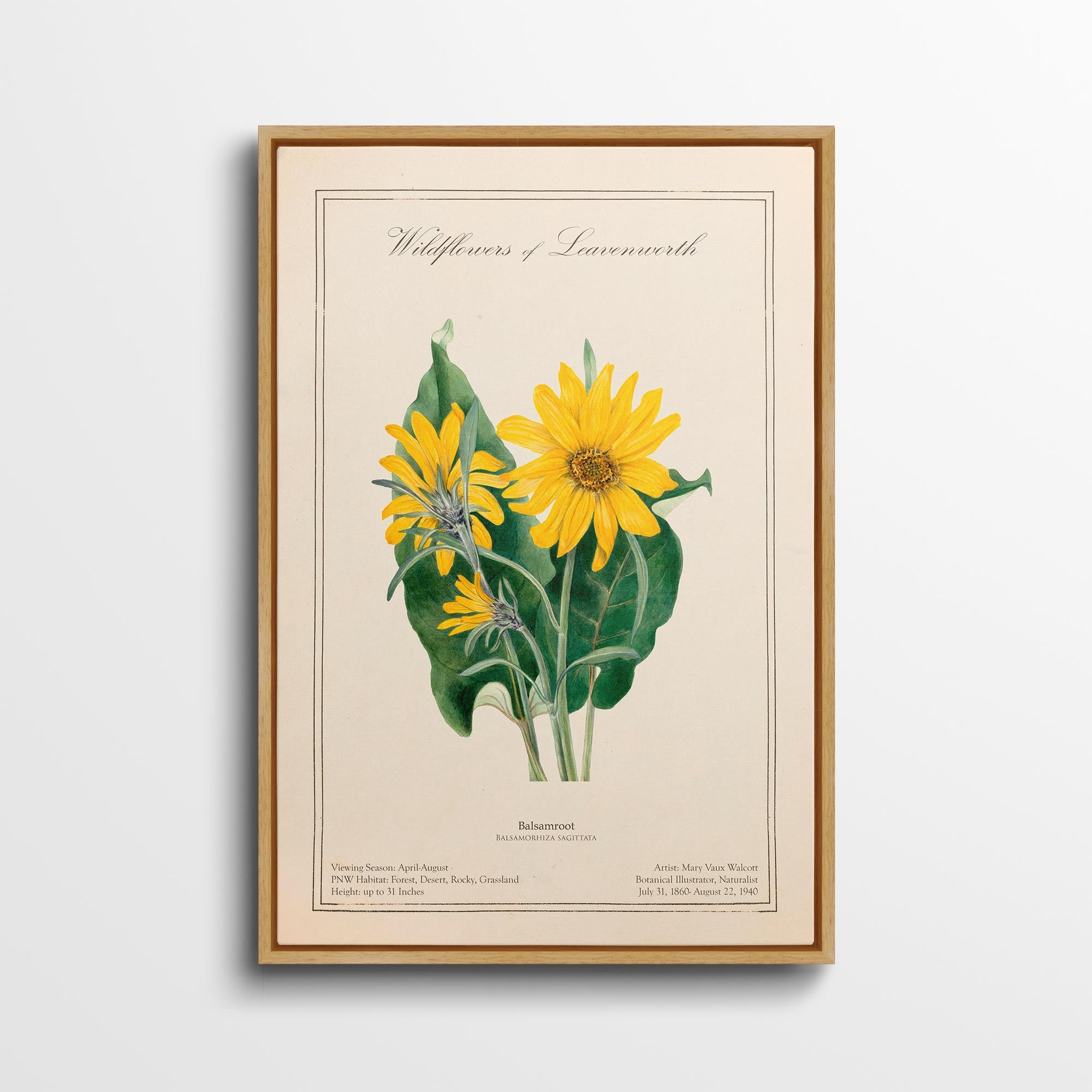 Leavenworth Wildflowers - Balsamroot Canvas Wall Art by Mary Vaux Walcott