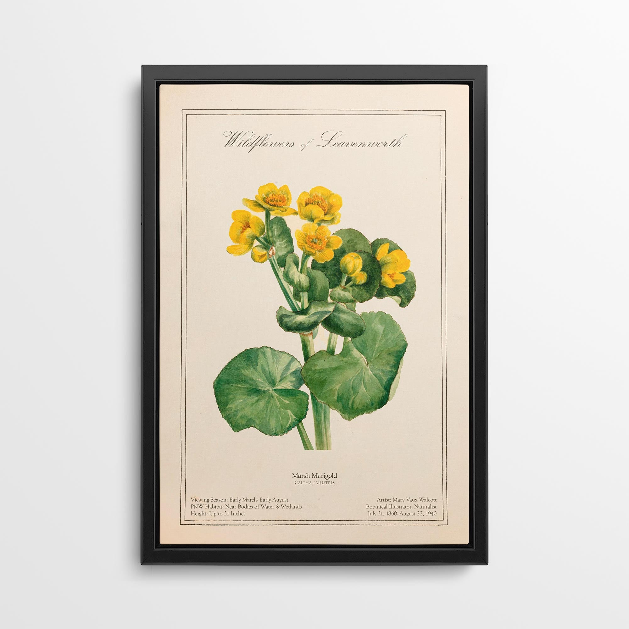 Leavenworth Wildflowers - Marsh Marigold Canvas Wall Art by Mary Vaux Walcott