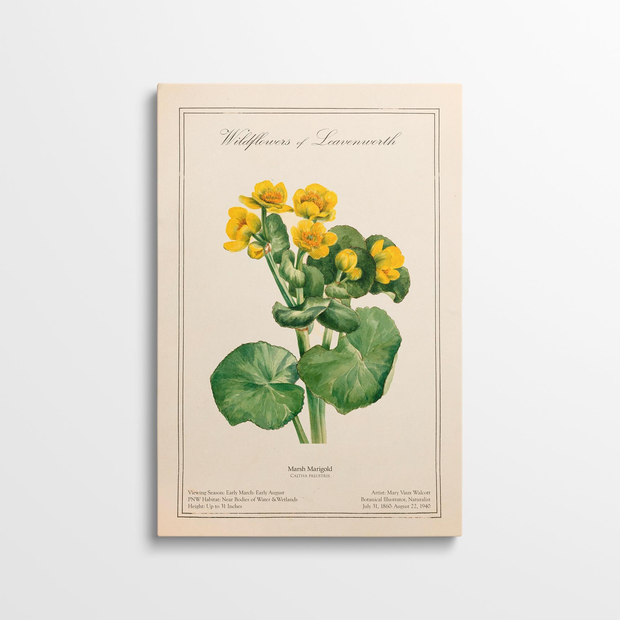 Leavenworth Wildflowers - Marsh Marigold Canvas Wall Art by Mary Vaux Walcott