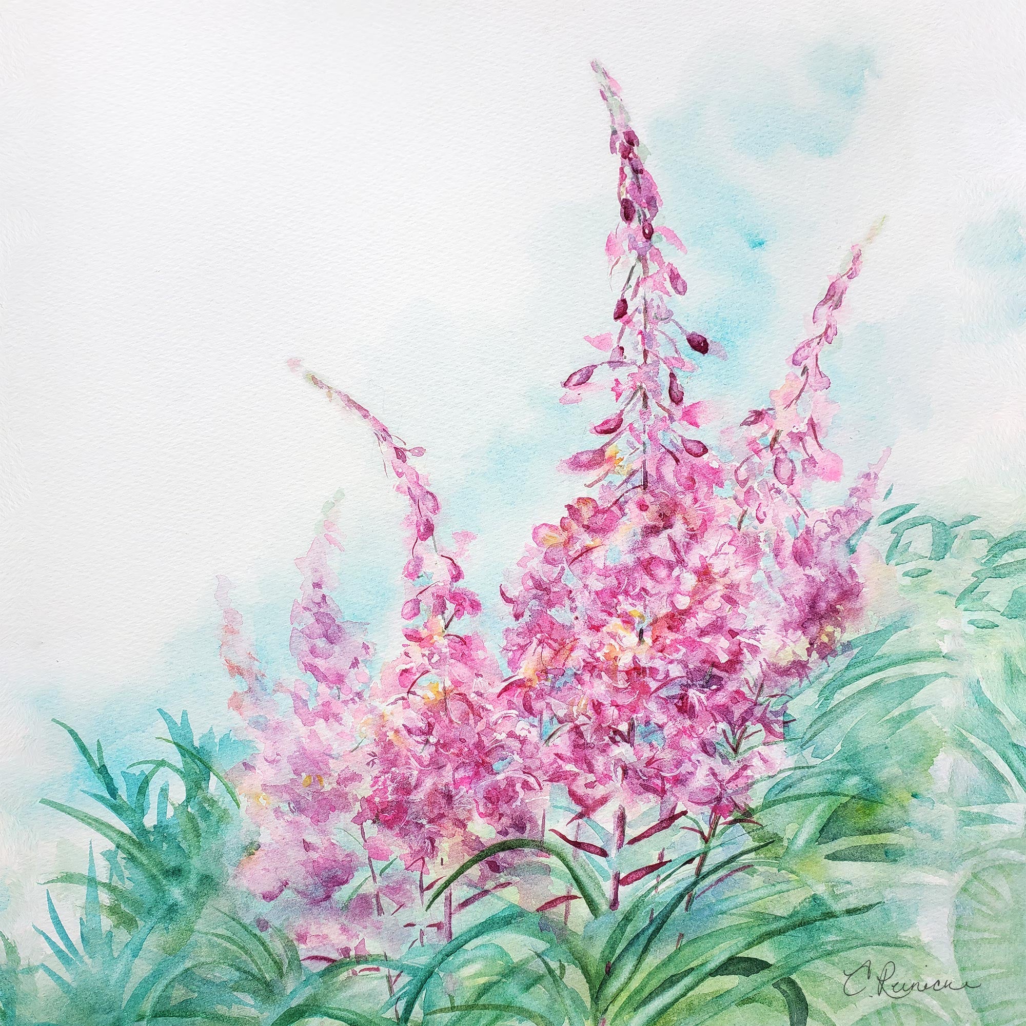 Pink Flower Canvas Fireweed Wildflower Wall Art Print by Conni Reinecke