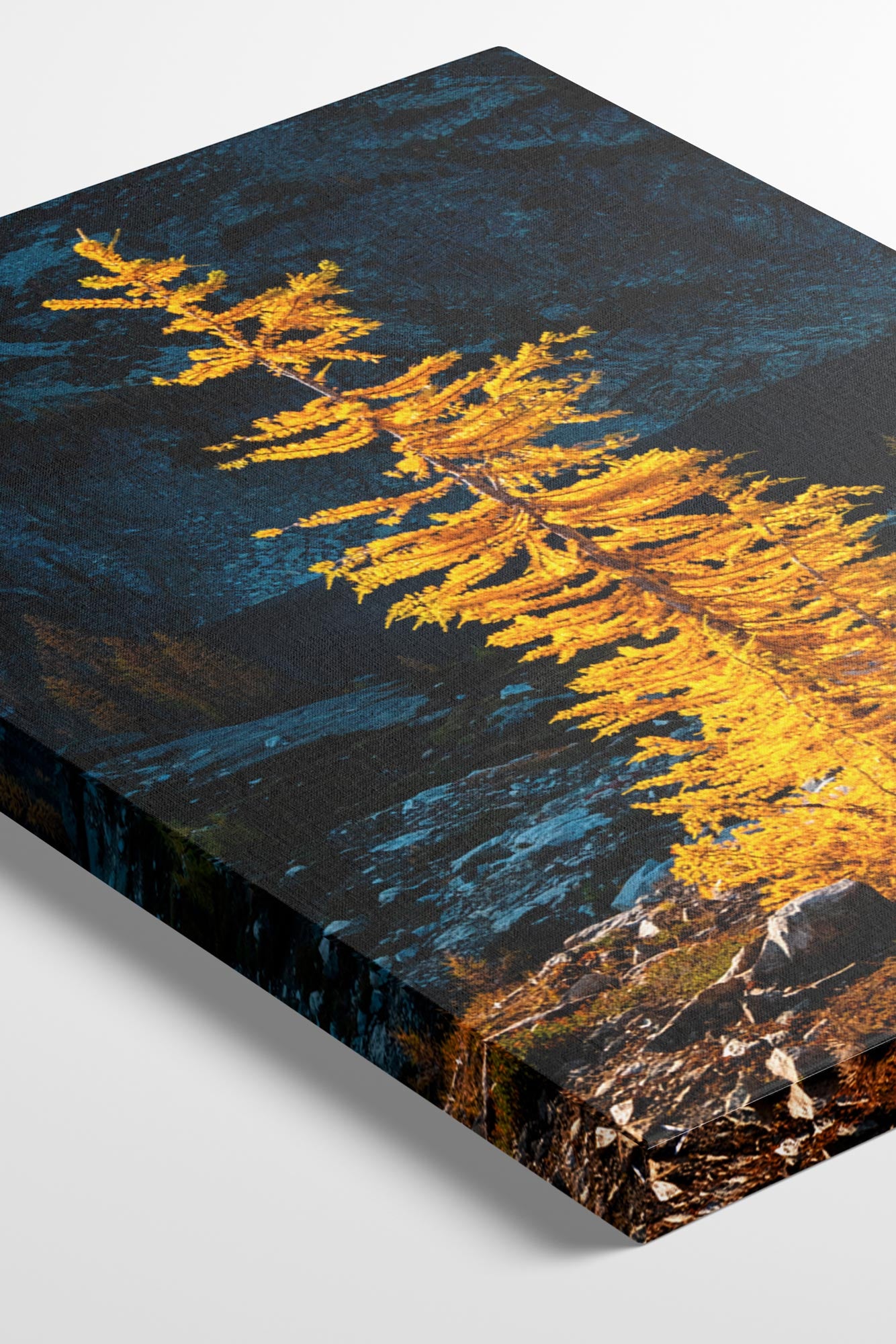 Golden Larch in Sunlight - Wall Art Canvas Print by Photographer Tobin Akehurst