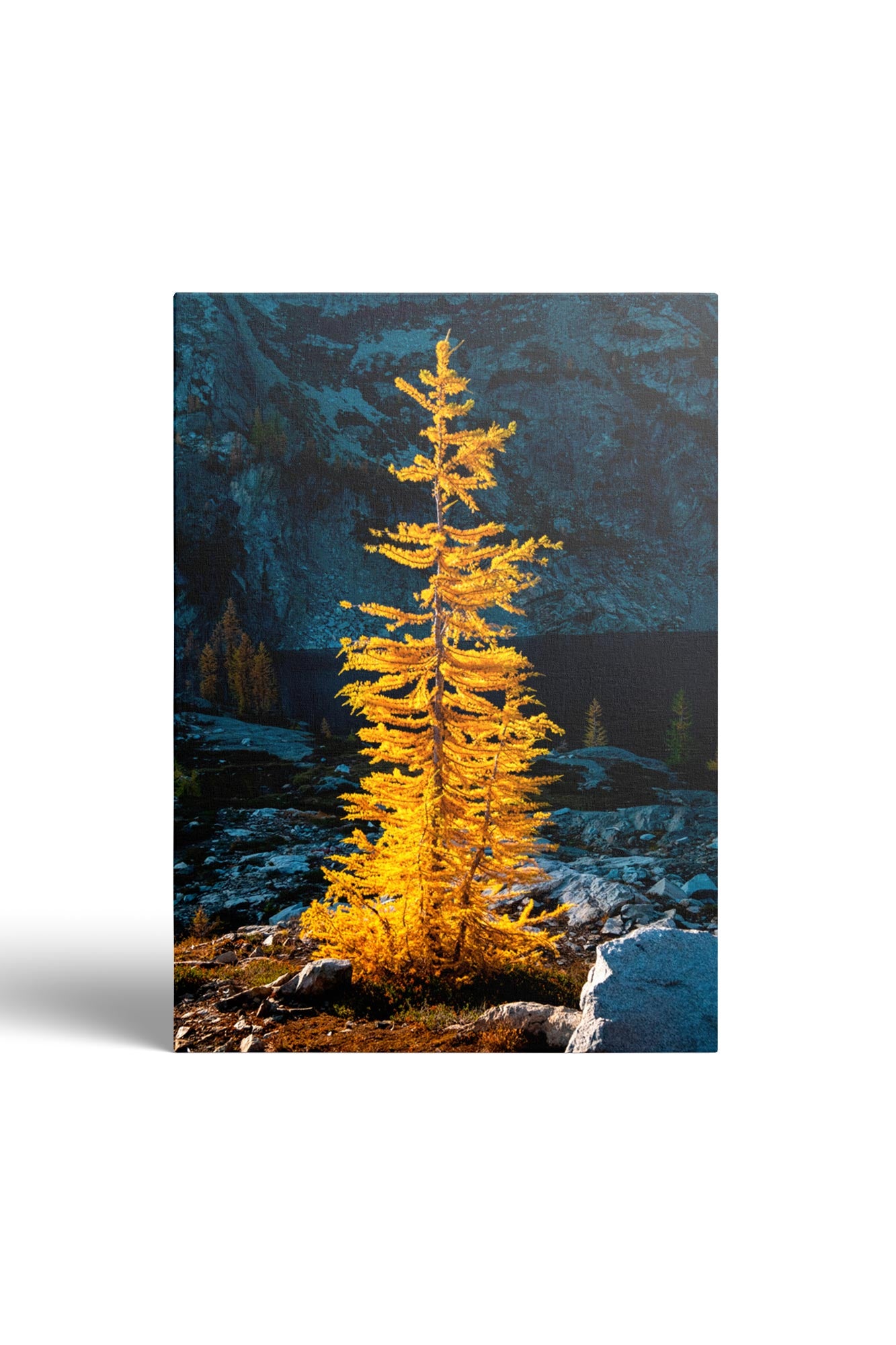 Golden Larch in Sunlight - Wall Art Canvas Print by Photographer Tobin Akehurst