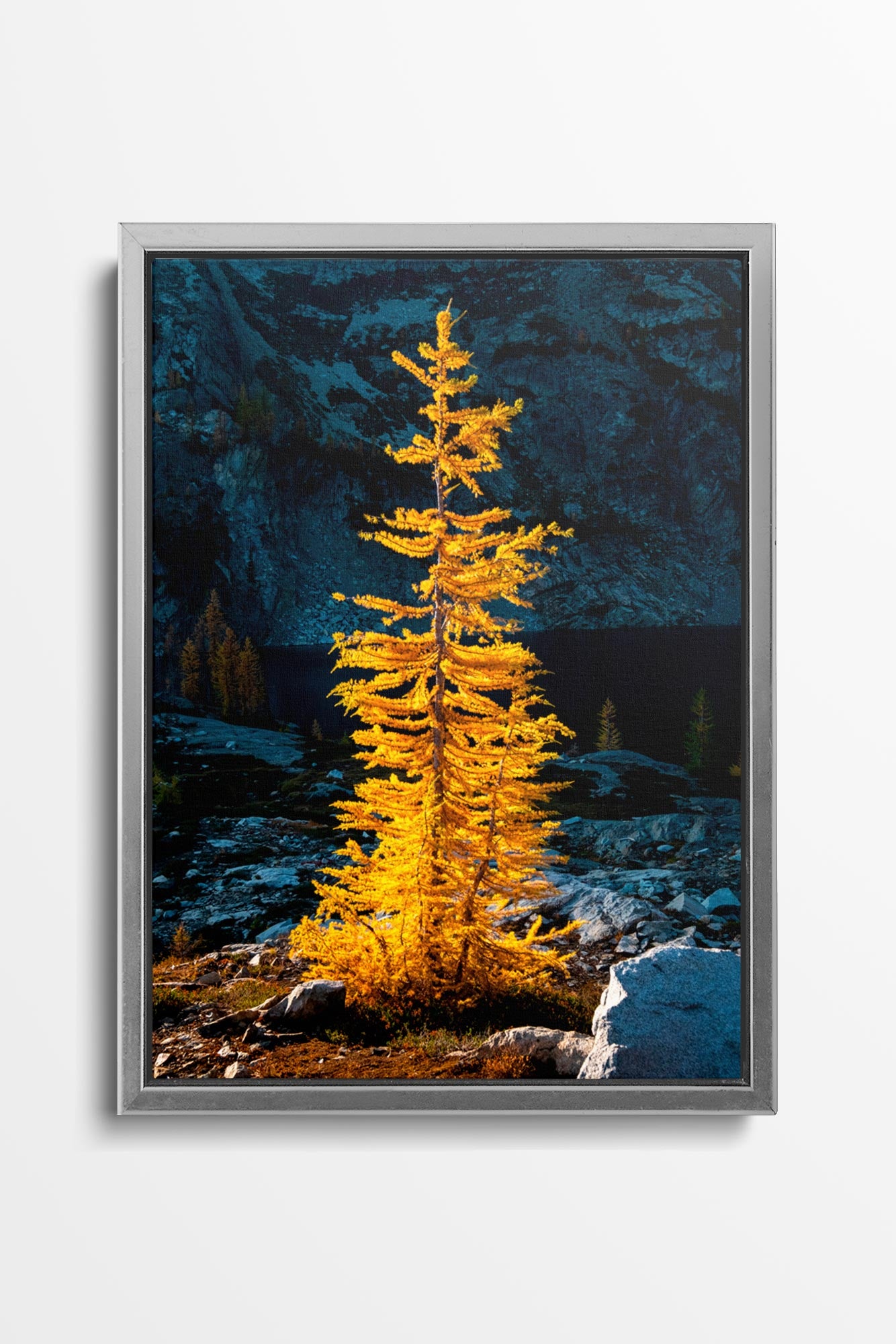 Golden Larch in Sunlight - Wall Art Canvas Print by Photographer Tobin Akehurst