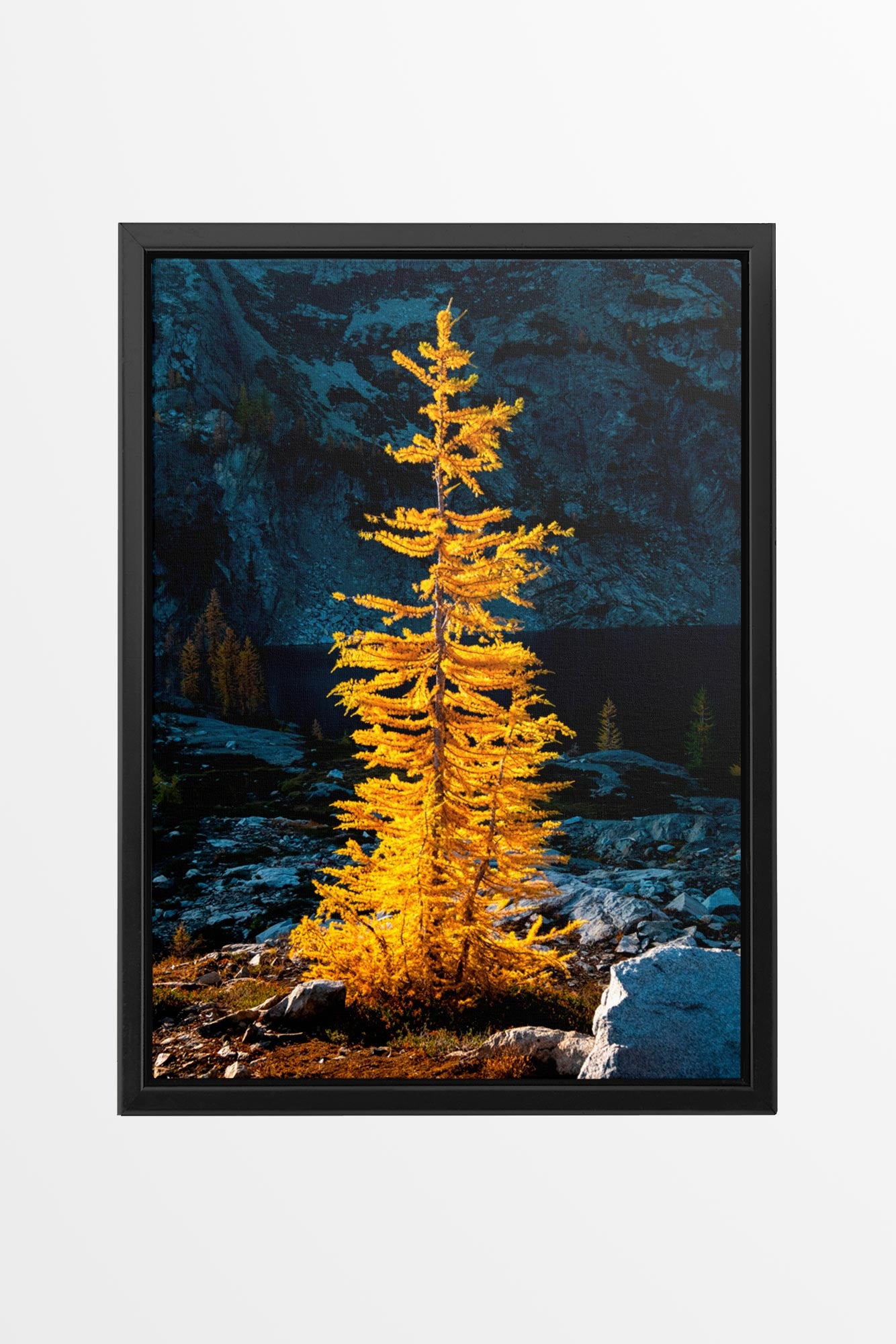 Golden Larch in Sunlight - Wall Art Canvas Print by Photographer Tobin Akehurst