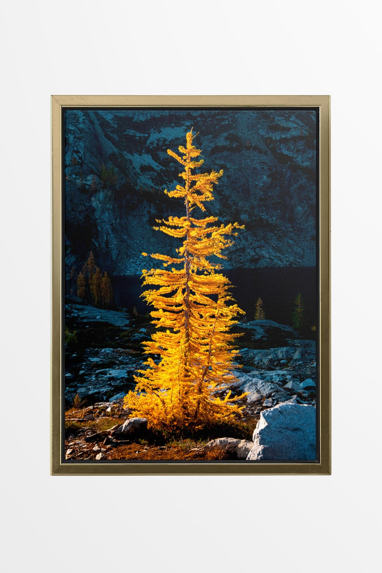 Golden Larch in Sunlight - Wall Art Canvas Print by Photographer Tobin Akehurst