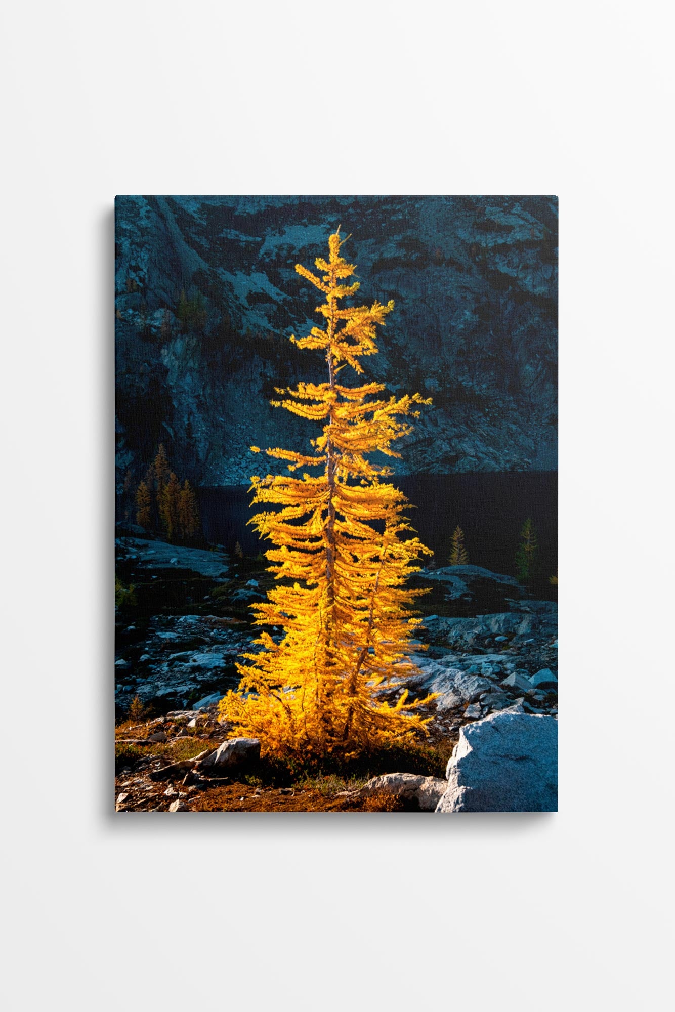 Golden Larch in Sunlight - Wall Art Canvas Print by Photographer Tobin Akehurst