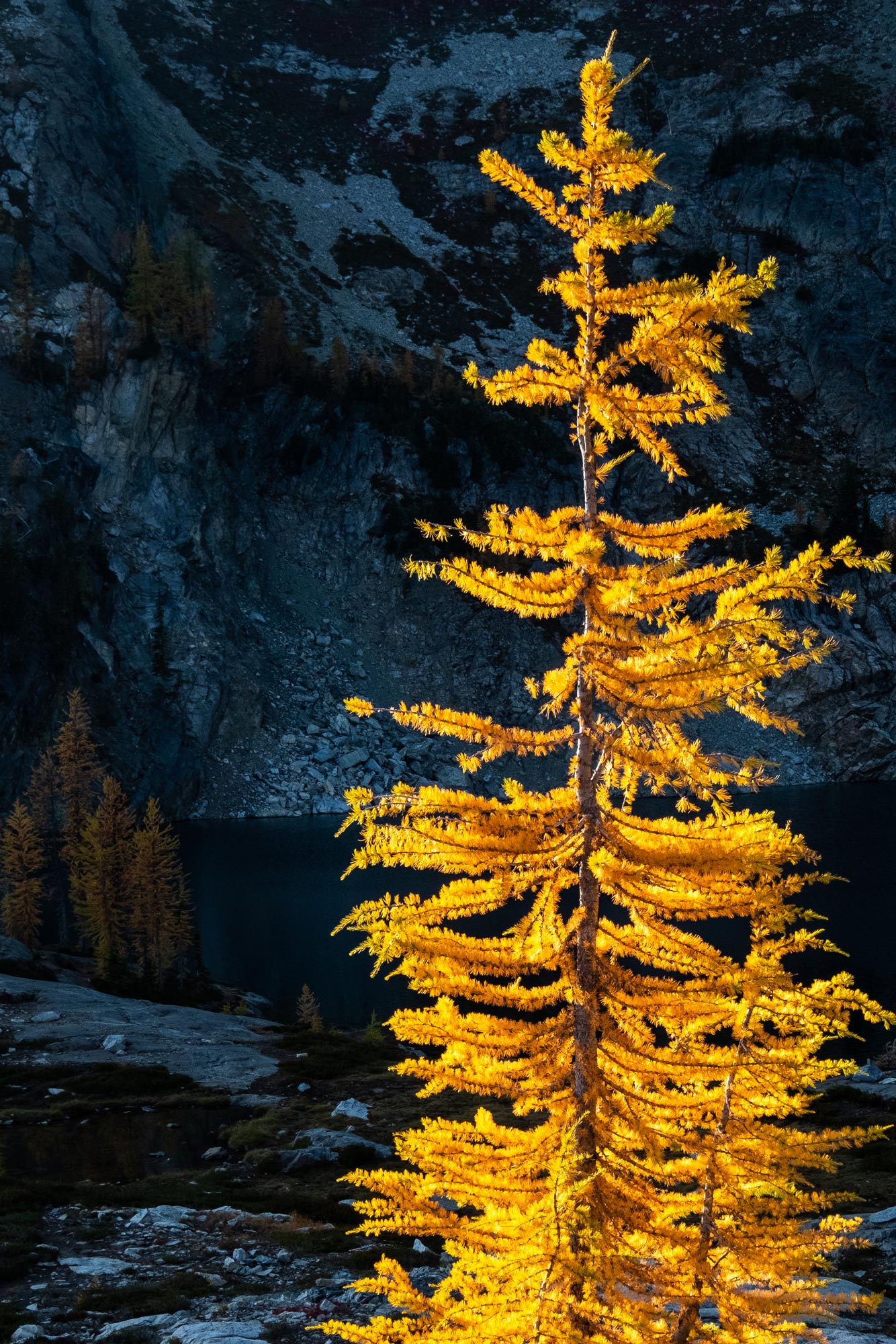 Golden Larch in Sunlight - Wall Art Canvas Print by Photographer Tobin Akehurst