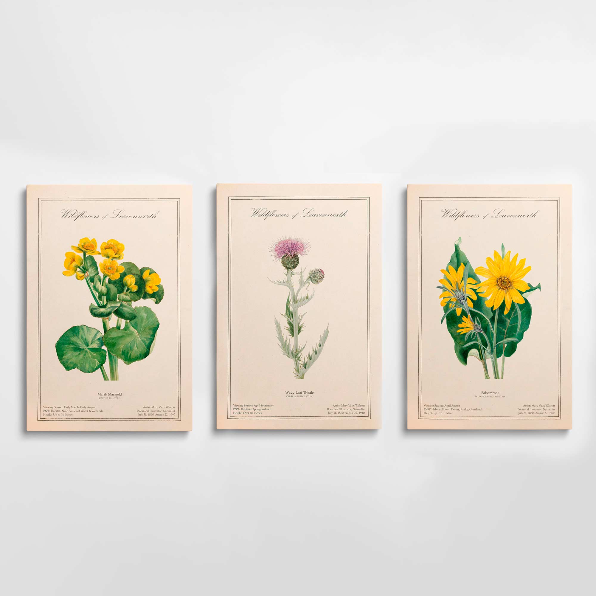 Leavenworth Wildflowers Botanical Illustration Canvas Set