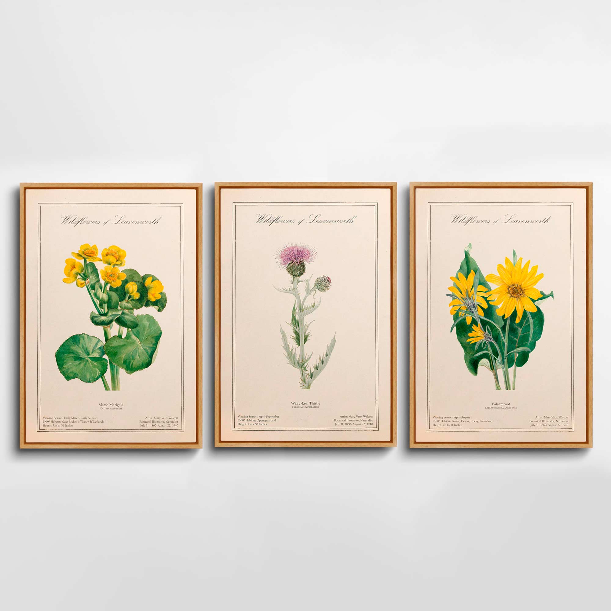 Leavenworth Wildflowers Botanical Illustration Canvas Set