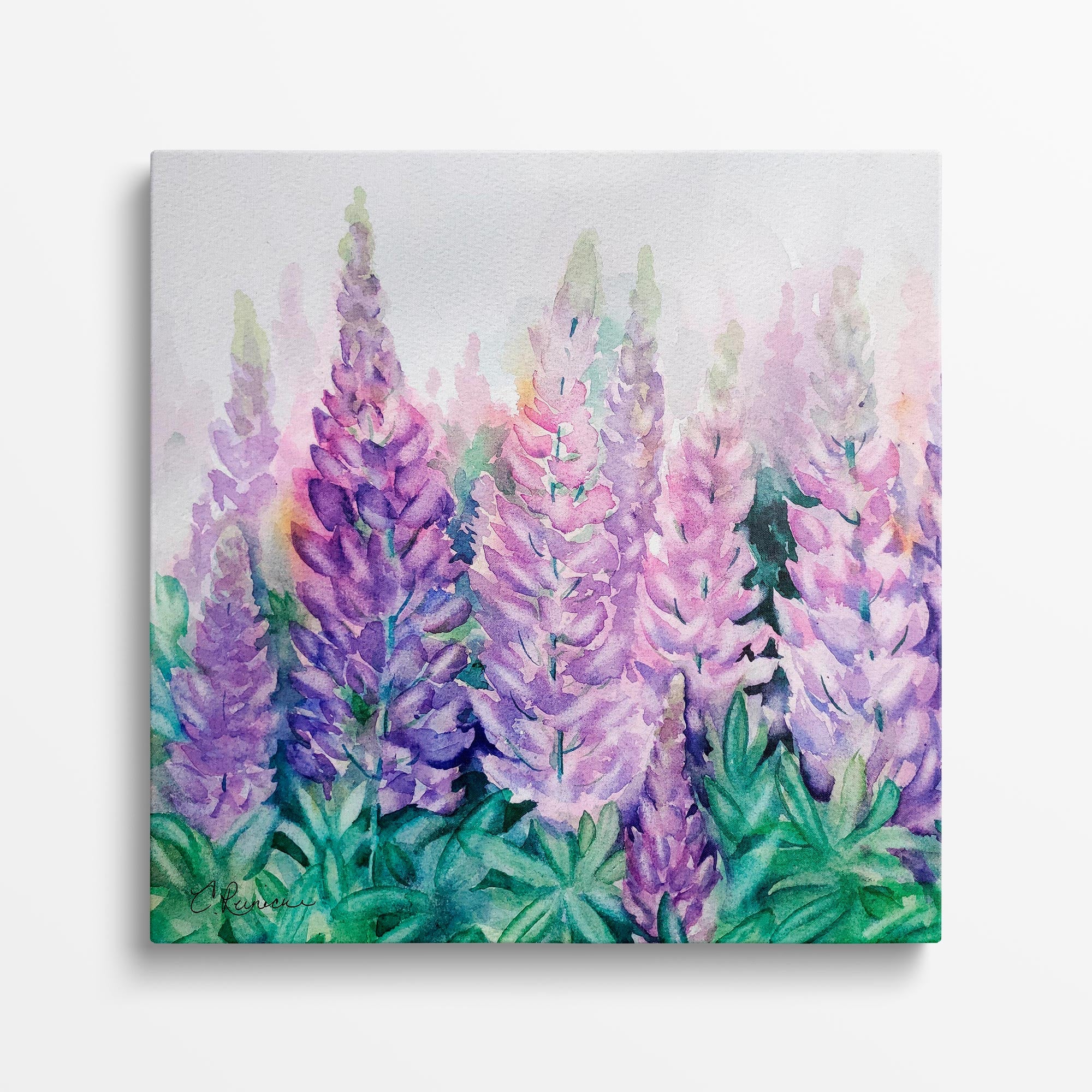 Field of Wild Lupine Flowers Wall Art Canvas Print by Conni Reinecke