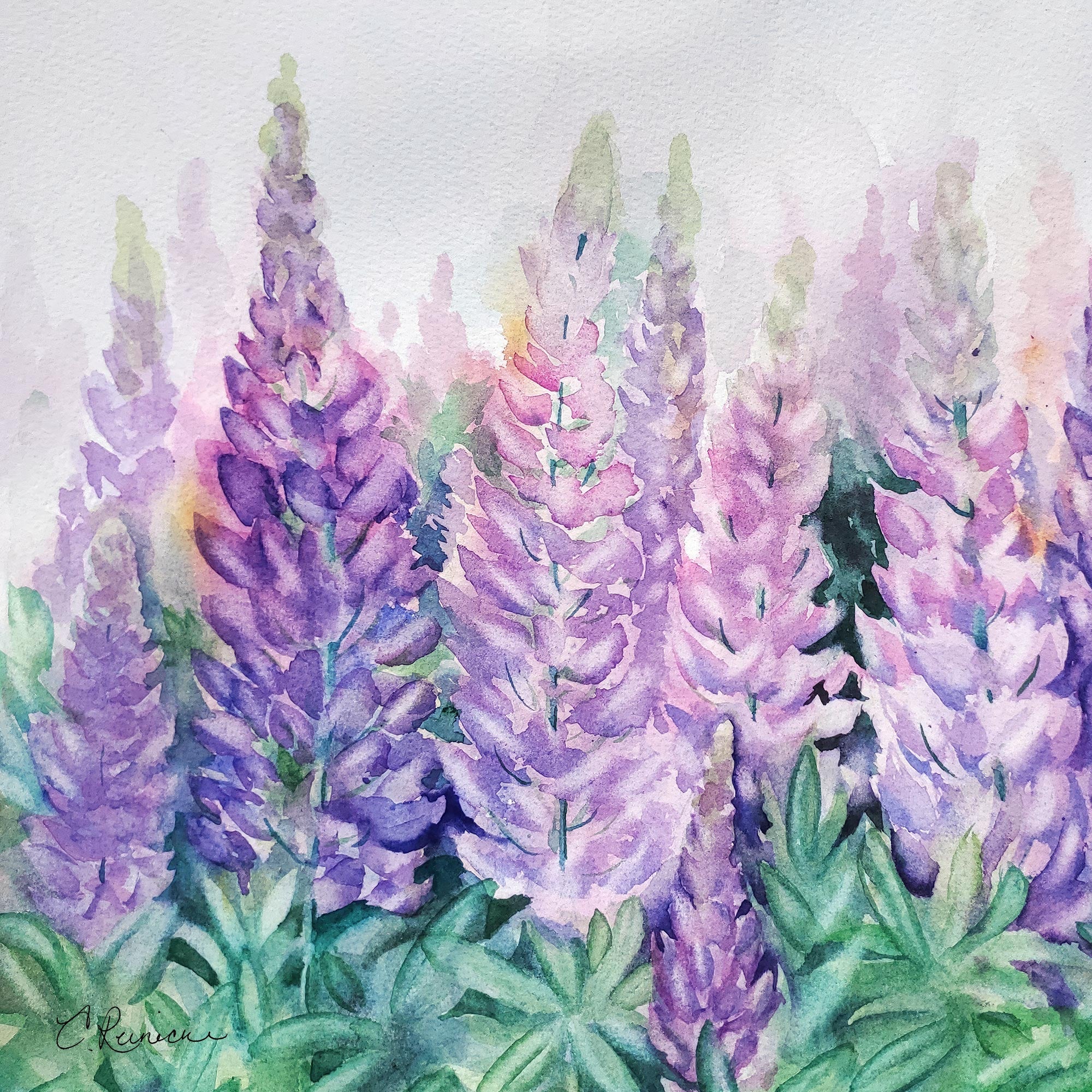 Field of Wild Lupine Flowers Wall Art Canvas Print by Conni Reinecke