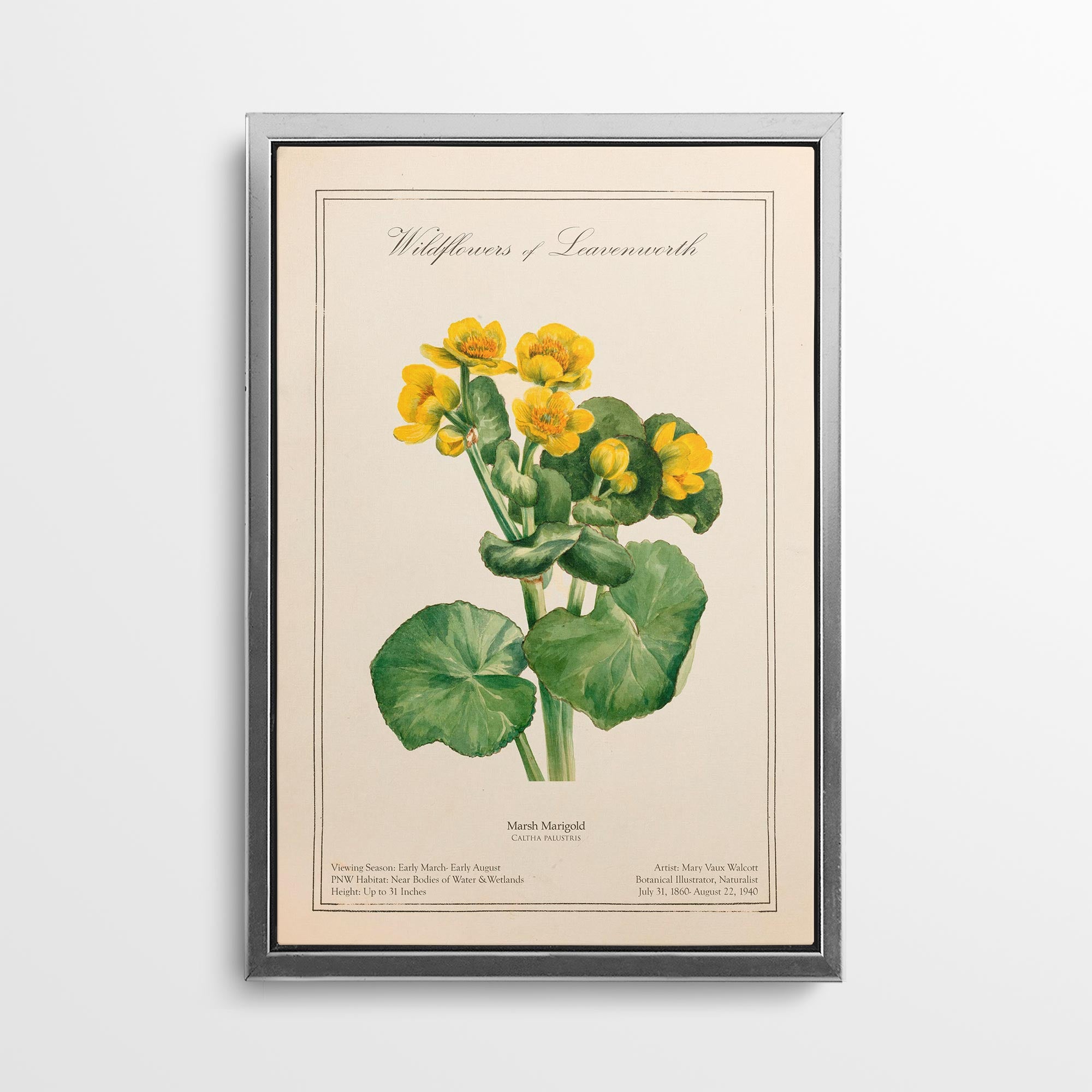 Leavenworth Wildflowers - Marsh Marigold Canvas Wall Art by Mary Vaux Walcott