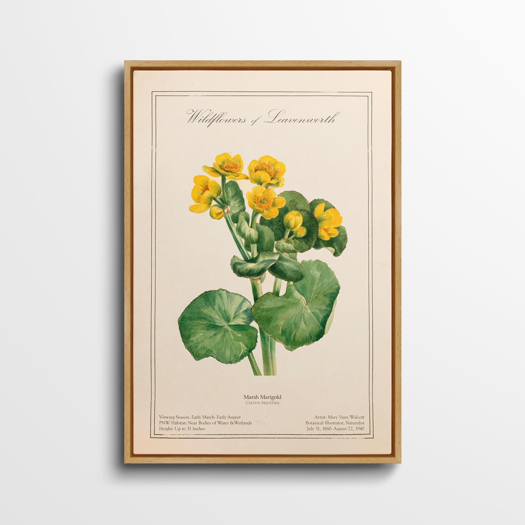 Leavenworth Wildflowers - Marsh Marigold Canvas Wall Art by Mary Vaux Walcott