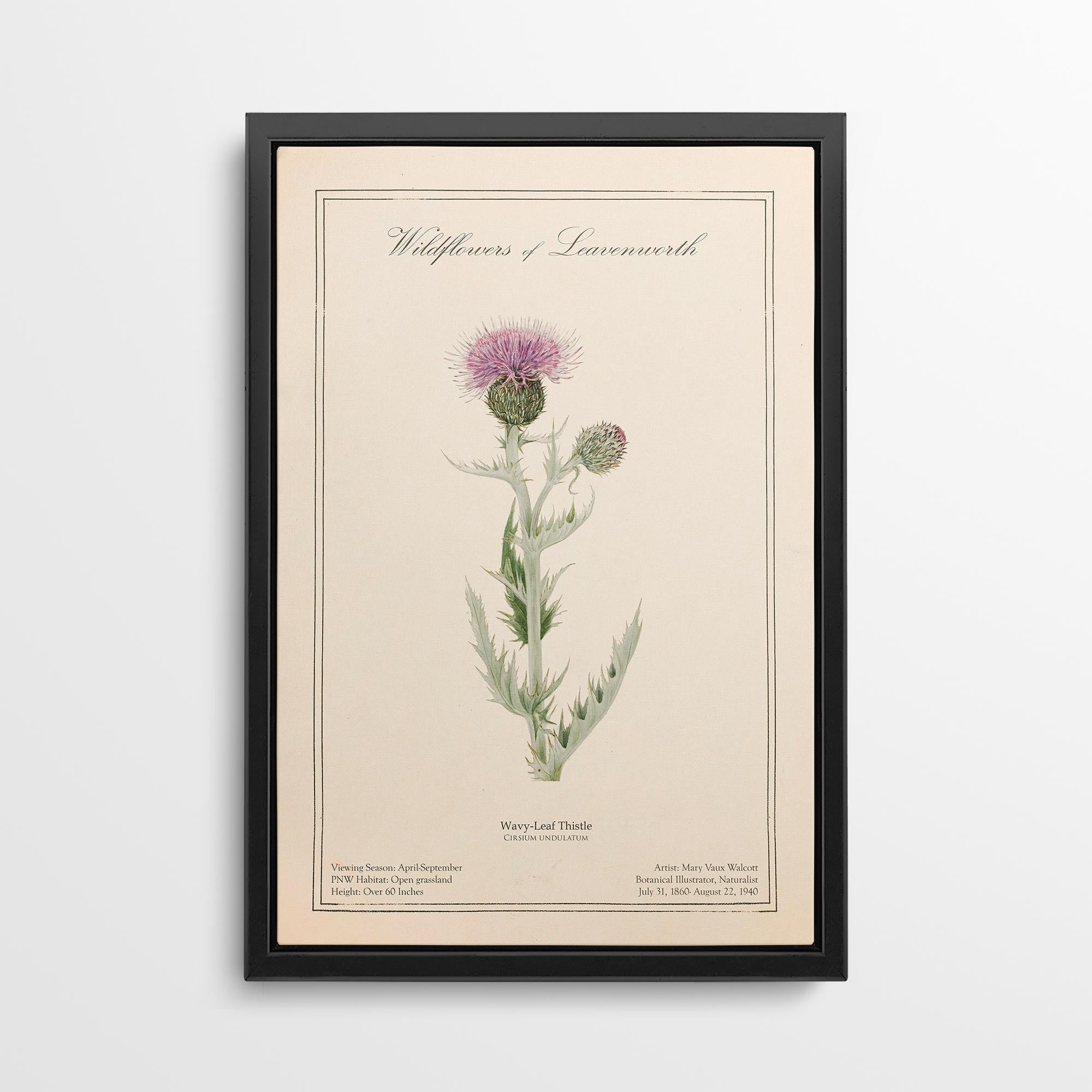 Leavenworth Wildflowers - Wavy Leaf Thistle Canvas Wall Art by Mary Vaux Walcott