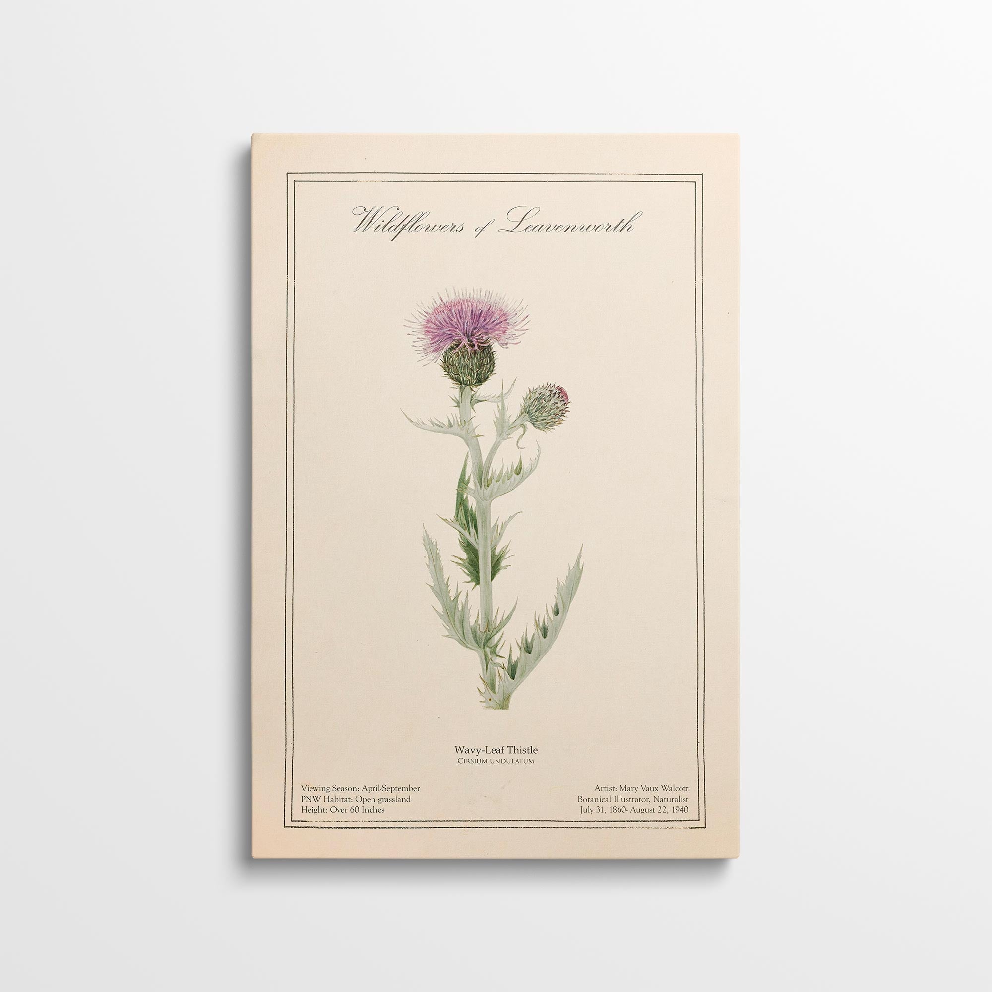 Leavenworth Wildflowers - Wavy Leaf Thistle Canvas Wall Art by Mary Vaux Walcott