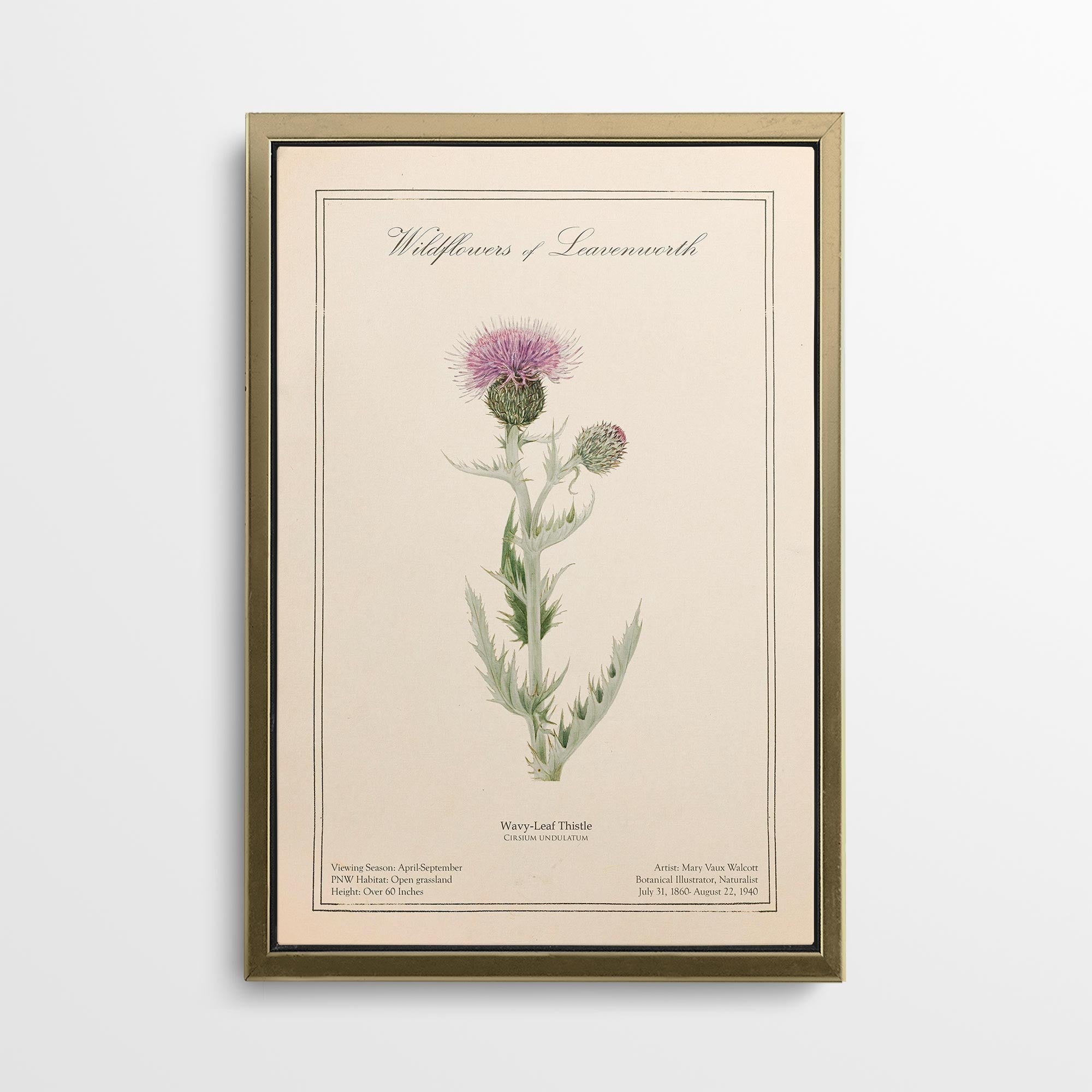 Leavenworth Wildflowers - Wavy Leaf Thistle Canvas Wall Art by Mary Vaux Walcott