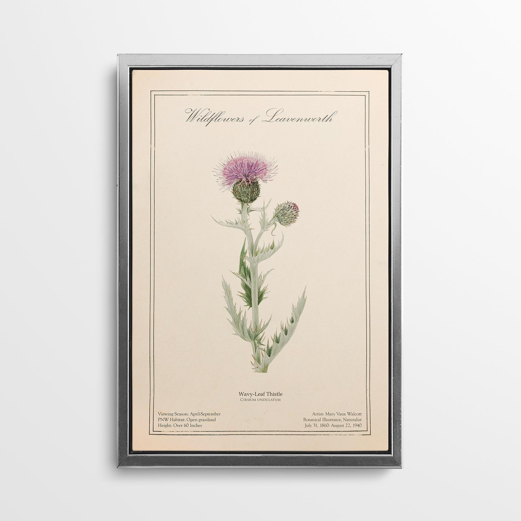 Leavenworth Wildflowers - Wavy Leaf Thistle Canvas Wall Art by Mary Vaux Walcott