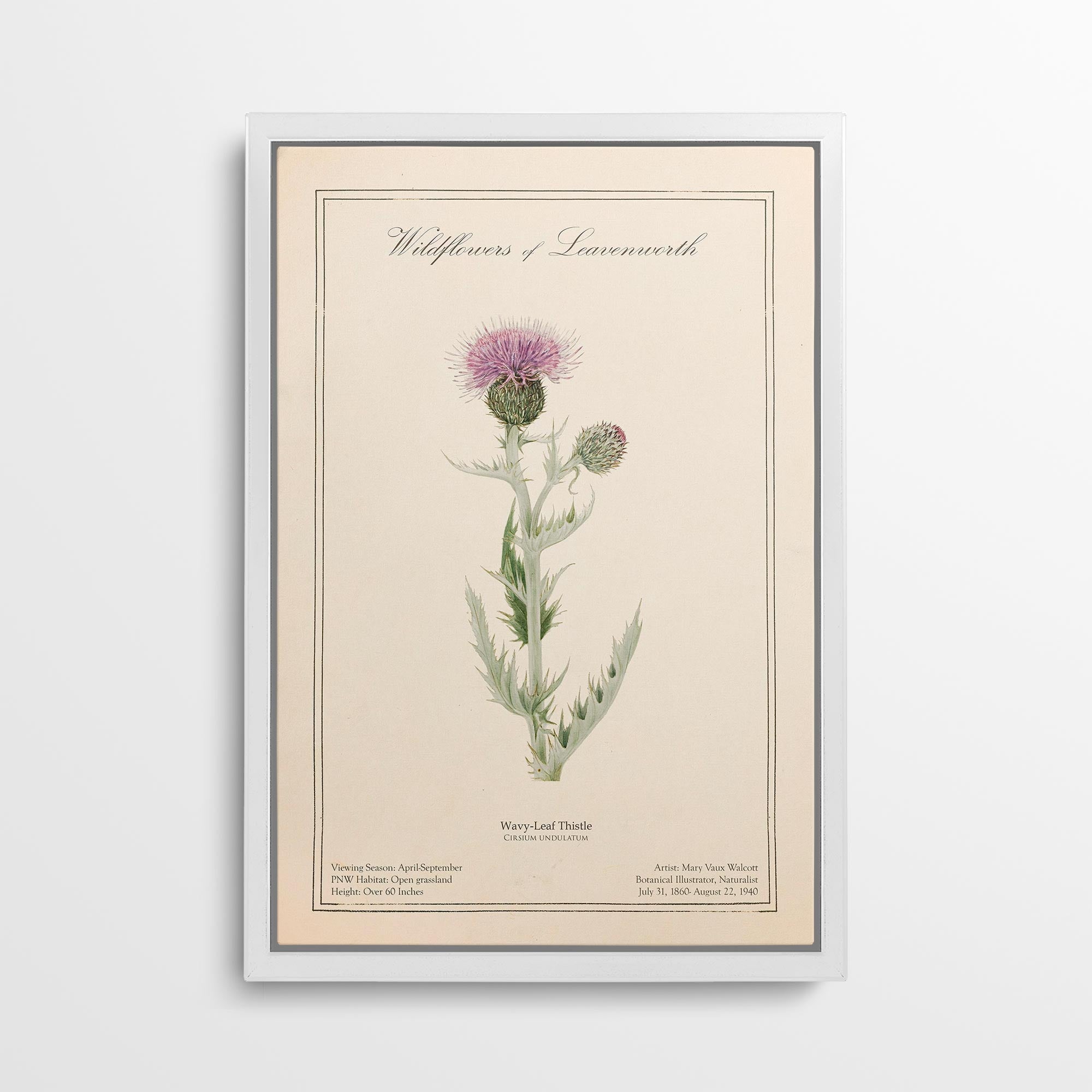 Leavenworth Wildflowers - Wavy Leaf Thistle Canvas Wall Art by Mary Vaux Walcott