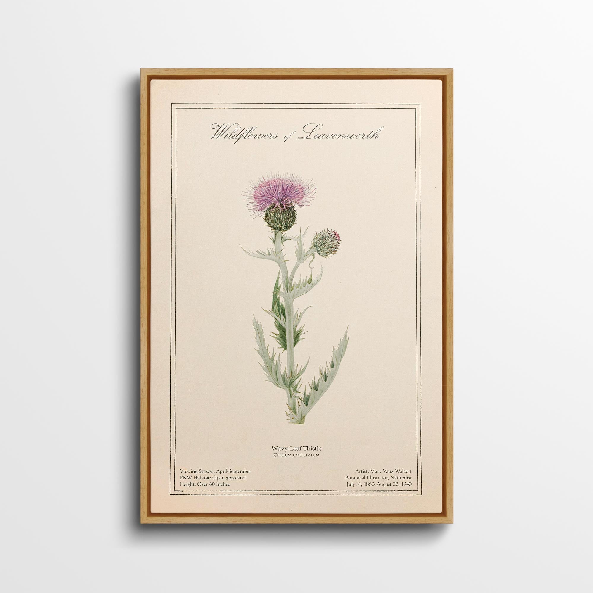 Leavenworth Wildflowers - Wavy Leaf Thistle Canvas Wall Art by Mary Vaux Walcott