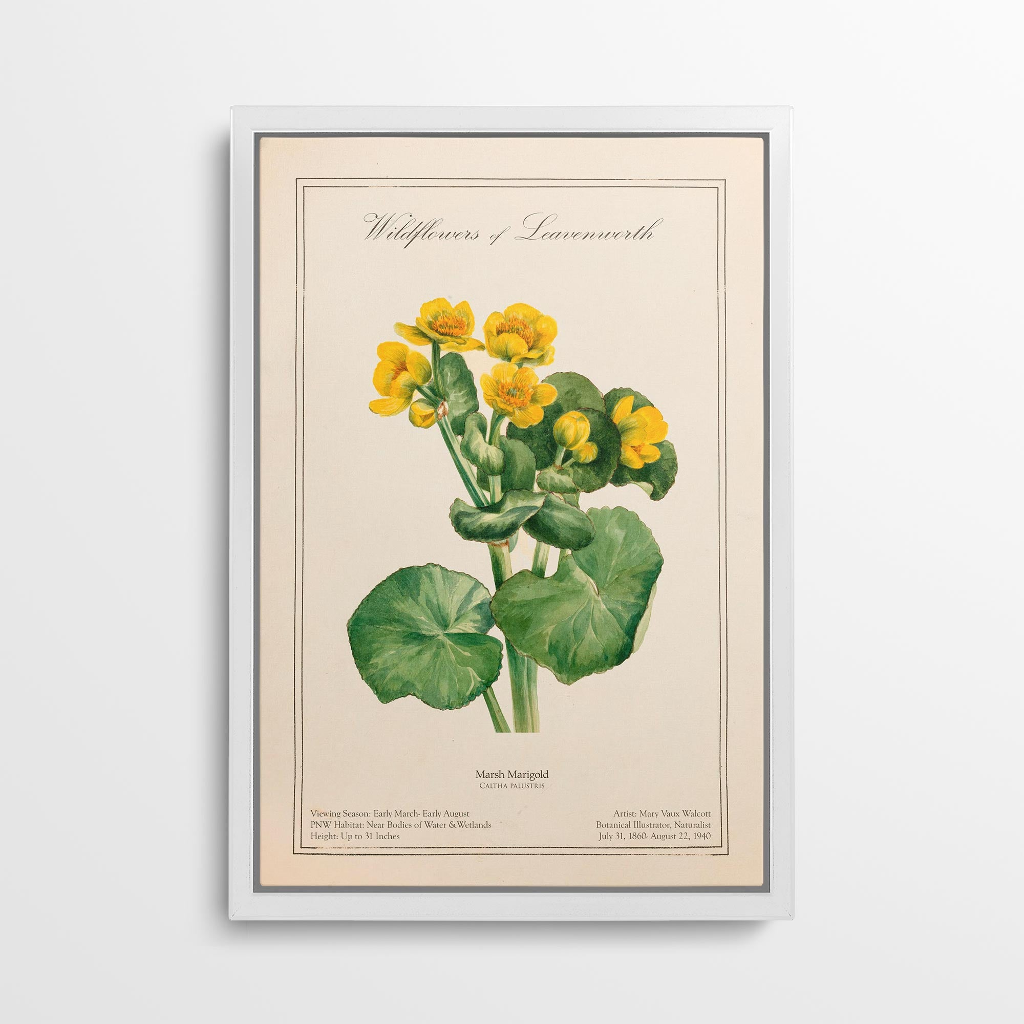 Leavenworth Wildflowers - Marsh Marigold Canvas Wall Art by Mary Vaux Walcott